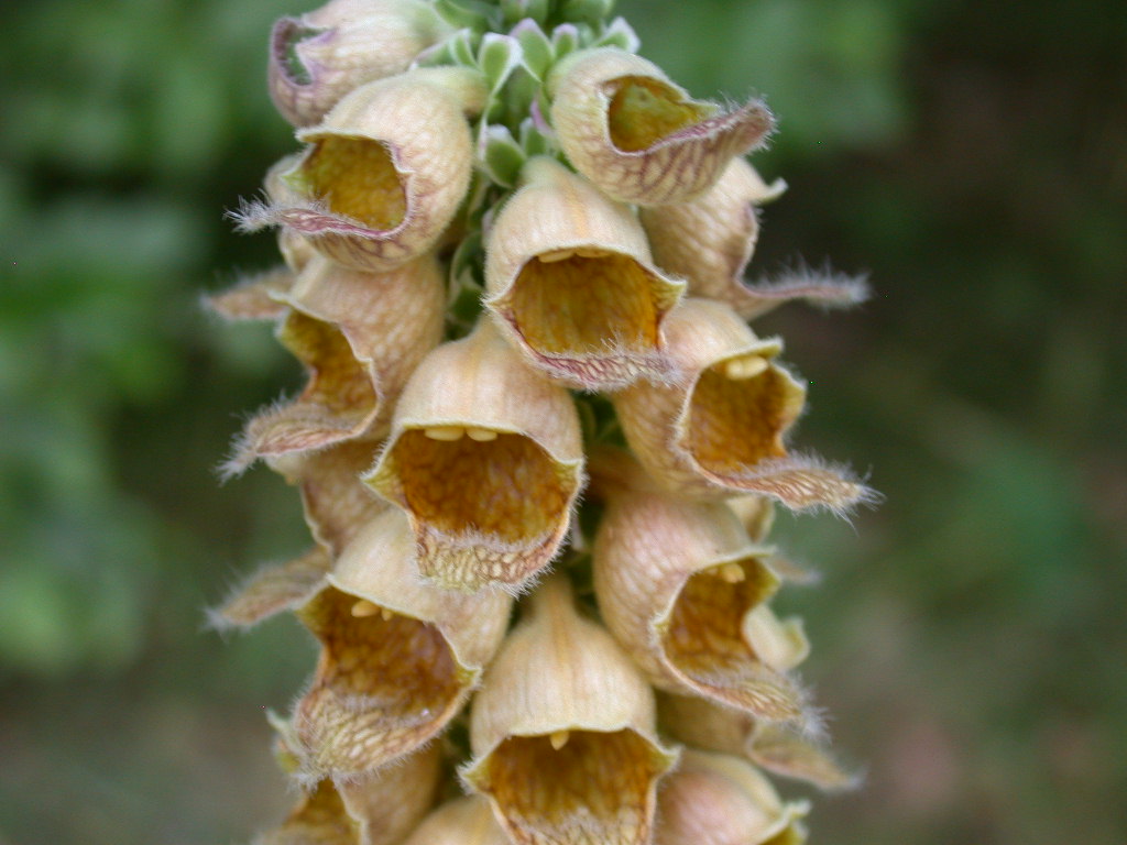 Digitalis ferruginea / Digitale bruna